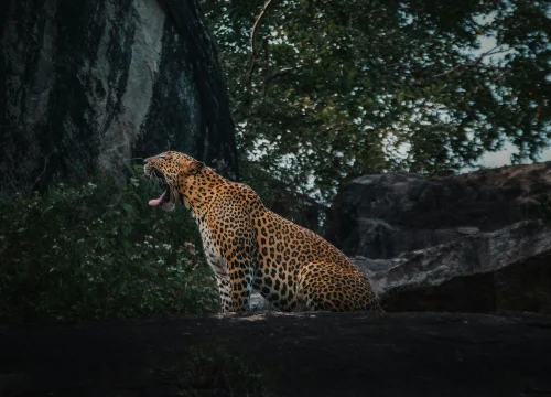 Handcrafted journeys through the heart of Sri Lanka.
